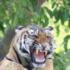 Kanha 3
